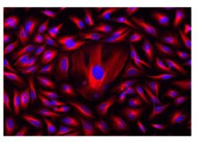 iFluor® 555 succinimidyl ester