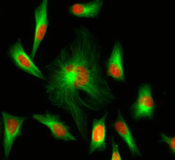 iFluor® 350 succinimidyl ester