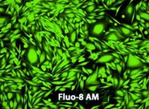 Fluo-8®, AM