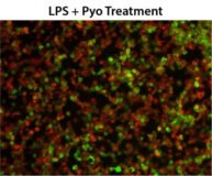 Cell Meter™ Fluorimetric Intracellular Total ROS Activity Assay Kit *Green Fluorescence*