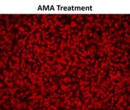 Cell Meter™ Fluorimetric Mitochondrial Superoxide Activity Assay Kit