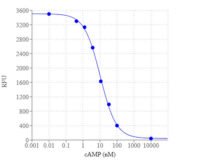 Screen Quest™ Fluorimetric ELISA cAMP Assay Kit