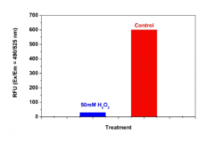 Amplite® Fluorimetric Proteasome 20S Activity Assay Kit *Green Fluorescence*