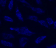 MitoLite™ Blue FX490