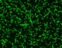 MycoLight™ Green JJ98 *5 mM in DMSO*