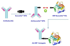 Buccutite™ Peroxidase (HRP) Antibody Conjugation Kit