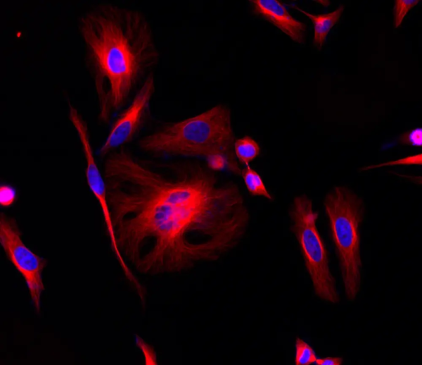 iFluor 660