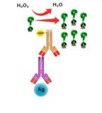 Biotin Styramide